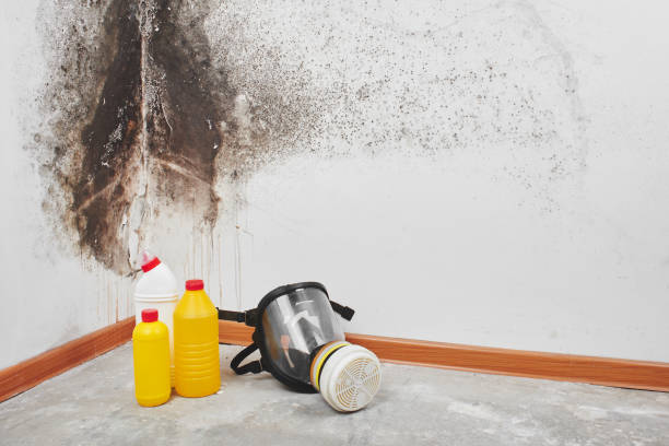 Best Office Mold Removal Services  in Fosston, MN
