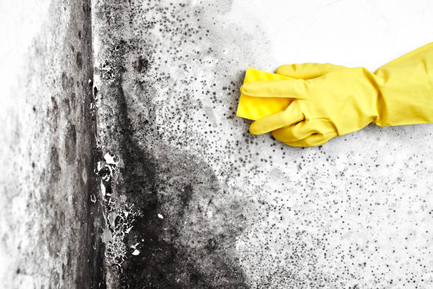 Best Mold Damage Repair  in Fosston, MN