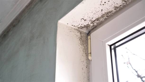 Best Mold Remediation  in Fosston, MN