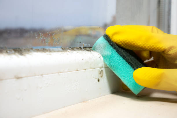 Fosston, MN Mold Removal Company