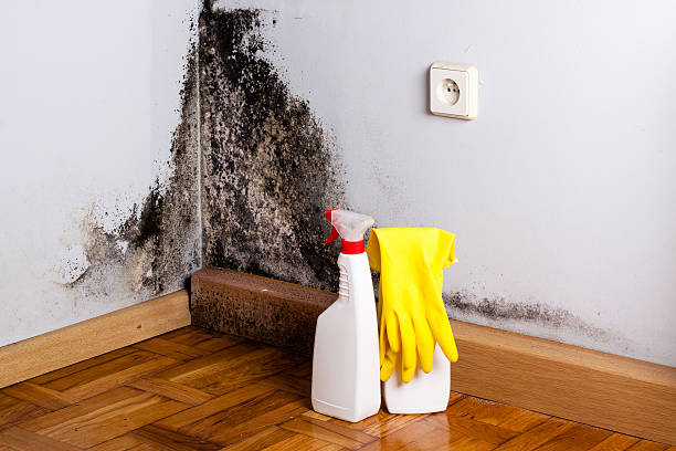 Best Professional Mold Removal  in Fosston, MN